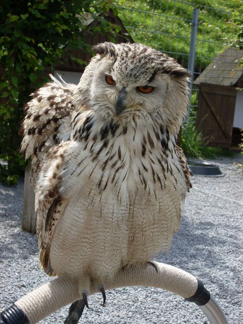 owl eagle owl plumage