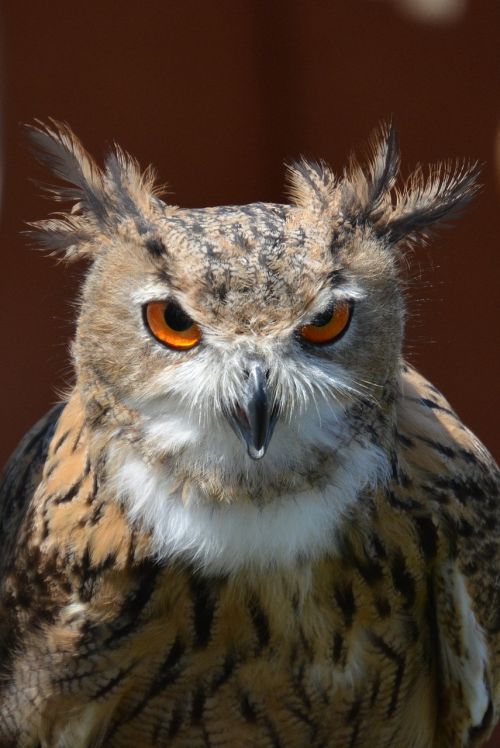 owl bird portrait bird