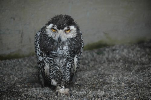 owl tired bird