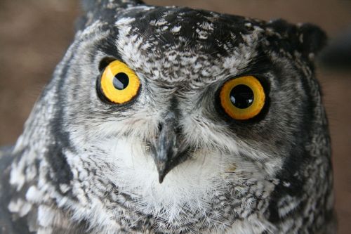 owl bird eyes