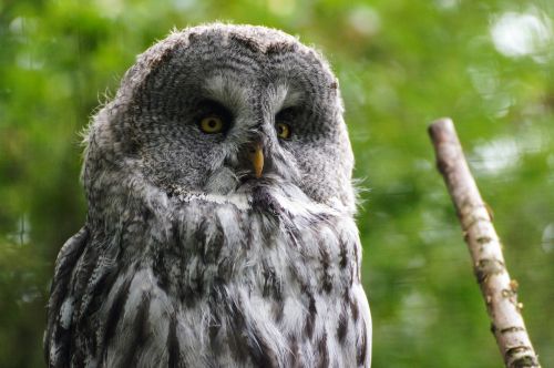 owl zoo bird