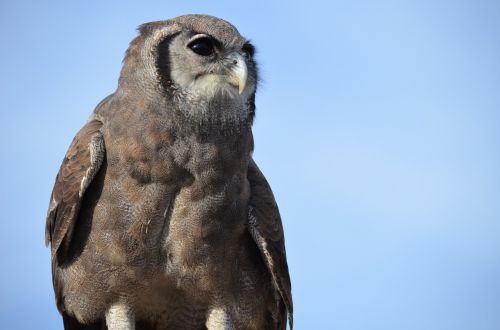 owl bird raptor