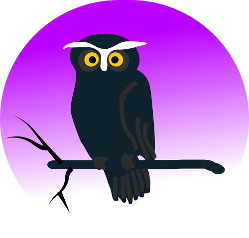 owl eagle owl night