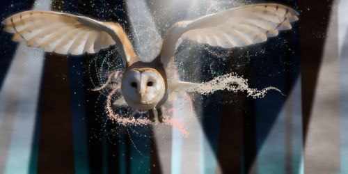 owl night magic