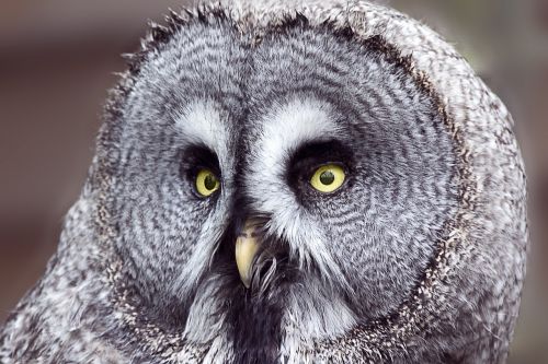 owl zoo bird