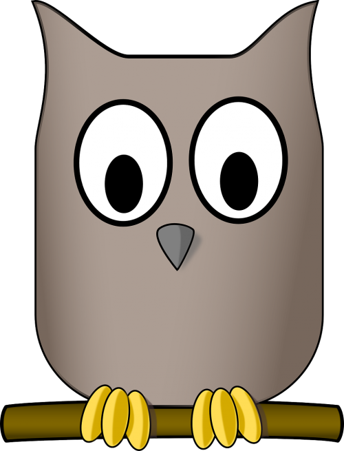 owl animal aves