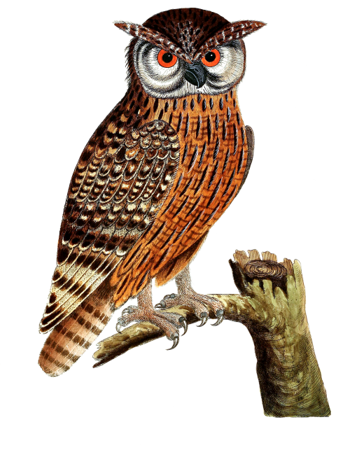 owl eagle owl bird