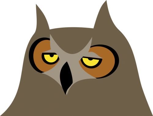 owl animal bird