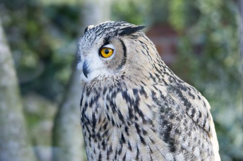 owl close up wildlife