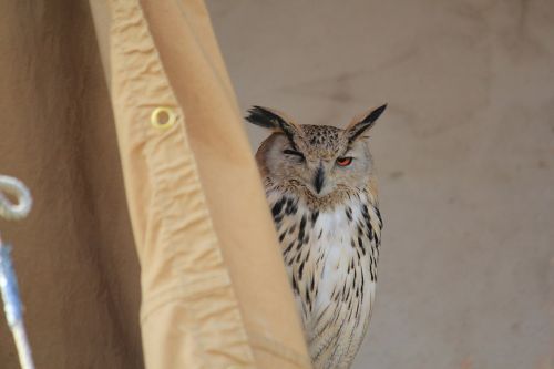 owl sitting bird