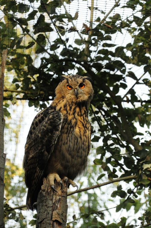 owl eurasian eagle owl zoo