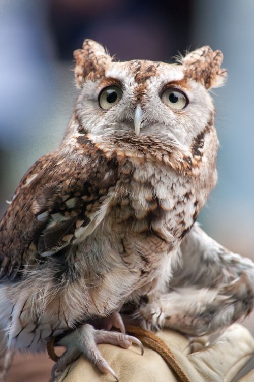 owl baby bird