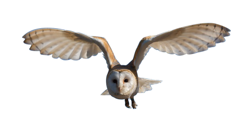 owl bird nature
