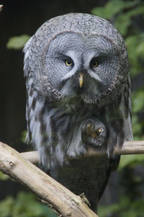 owl claw bird