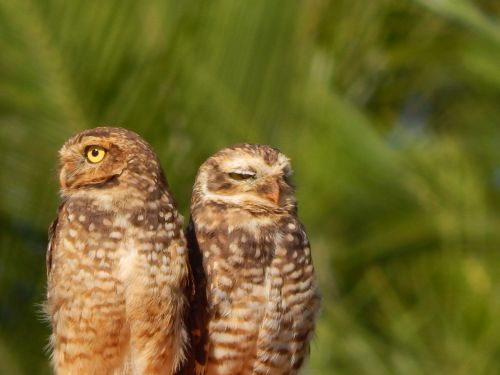 owl burrowing owl bird