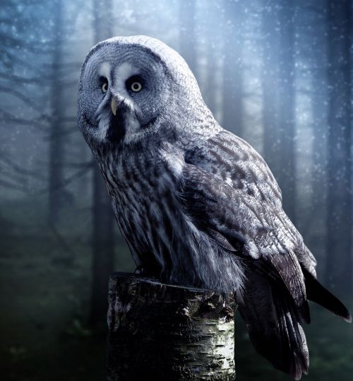 owl fantasy beautiful