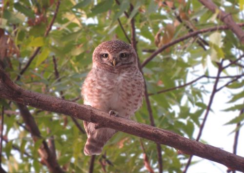 owl spotted bird