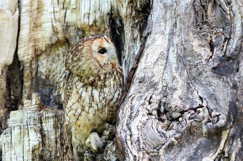 owl camouflaged tree