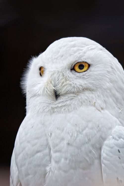 owl yellow eyes white