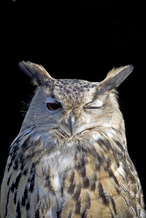 owl wink bird
