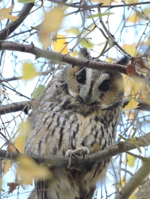 owl long-eared owl czech budejovice