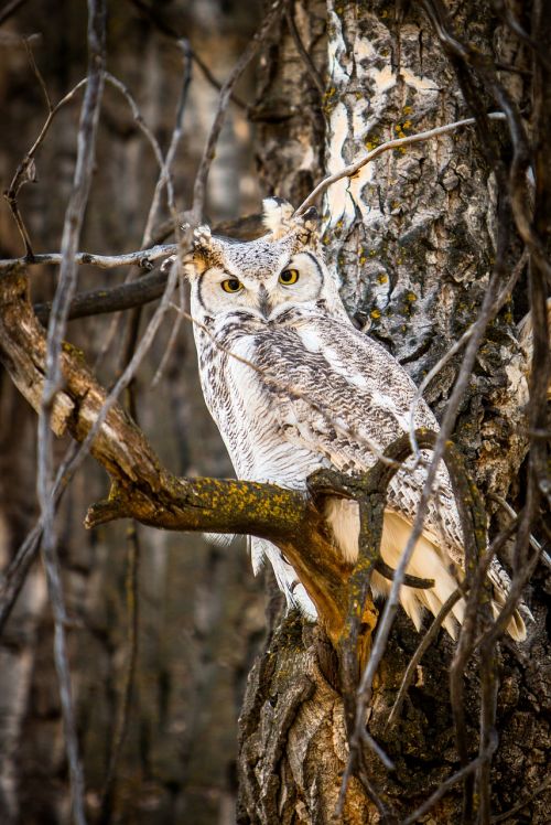 owl nature wildlife