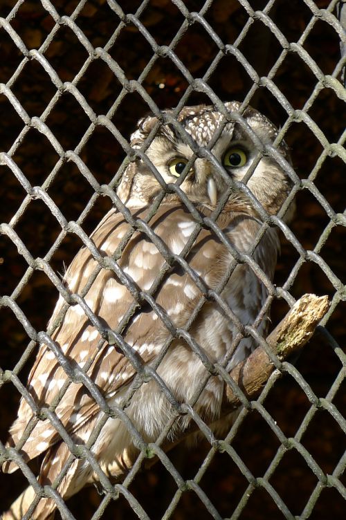 owl bird cage