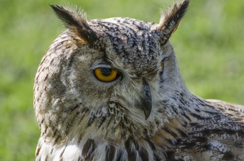 owl animal animal portrait