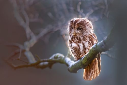 owl bird predator