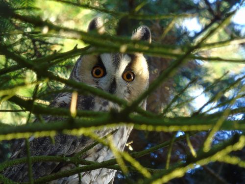 owl long eared owl forest