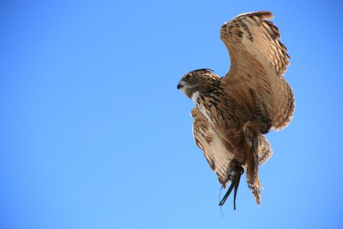 owl eagle owl bird