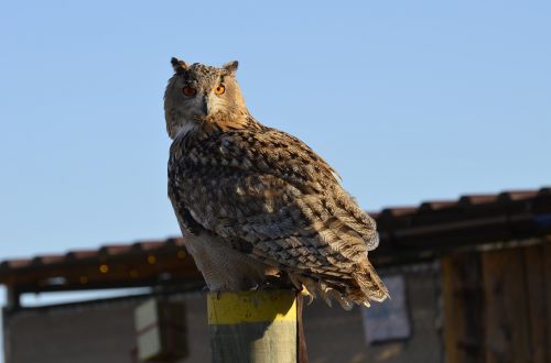 owl eagle owl feather