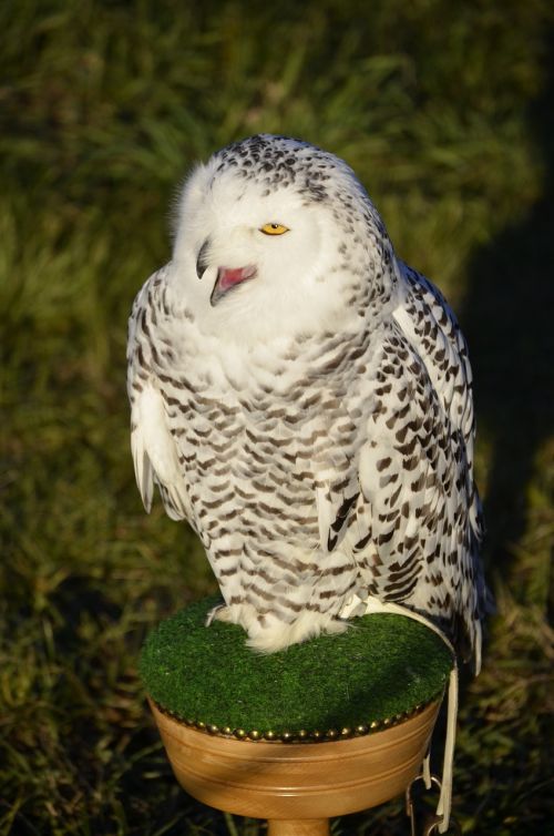 owl eagle owl feather