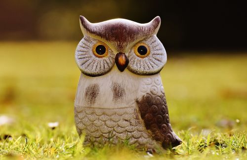 owl bird funny