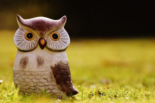 owl bird funny