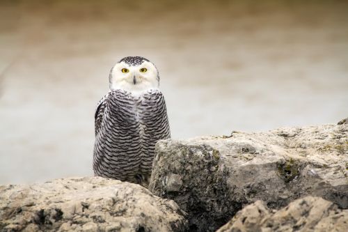 owl bird wildlife