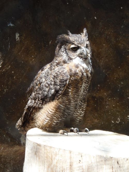 owl bird nature