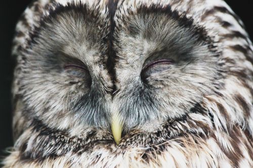 owl bird sleeps