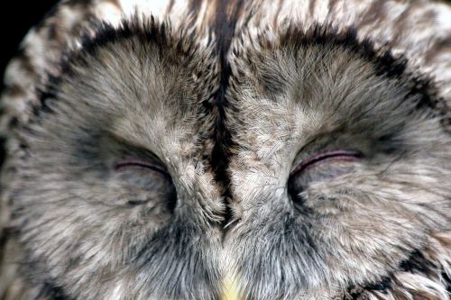 owl bird sleeps