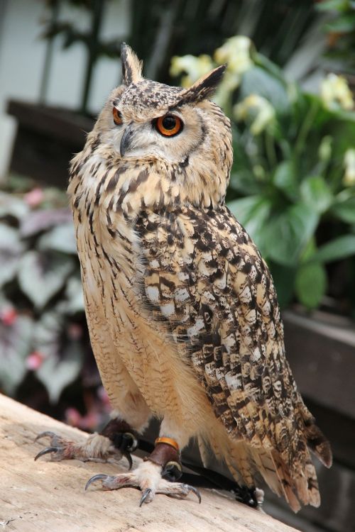 owl bird zoo