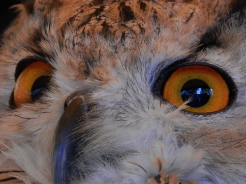 owl bird of prey eyes