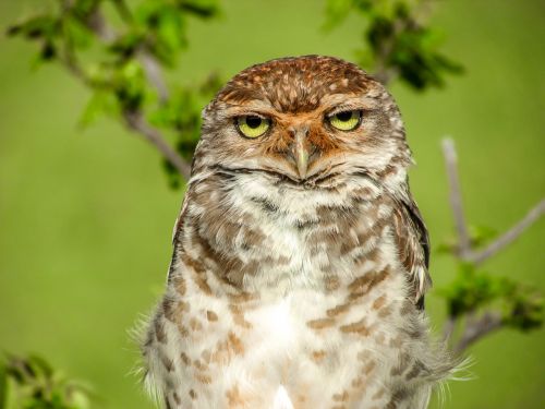 owl nature beauty