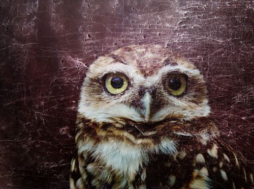 owl owls eye