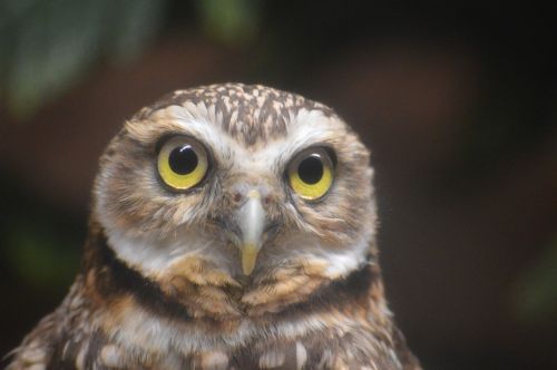 owl head eyes