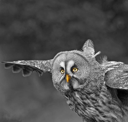 owl flight plumage