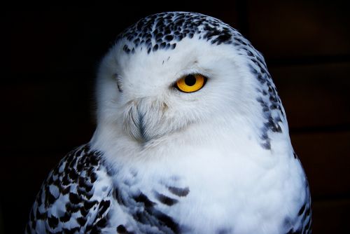 owl snowy owl animal