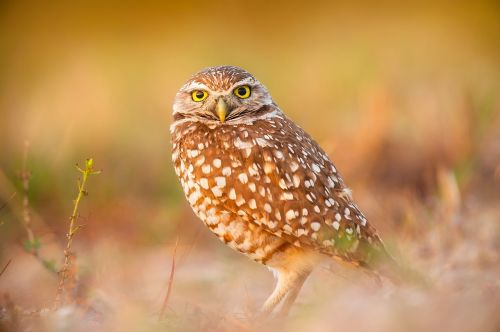 owl bird wildlife