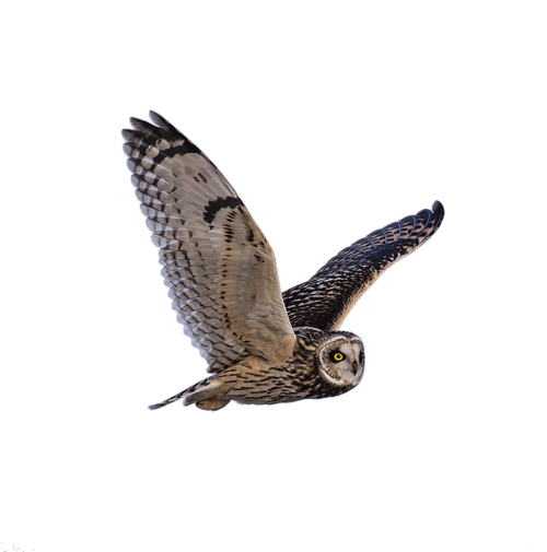 owl predator flying