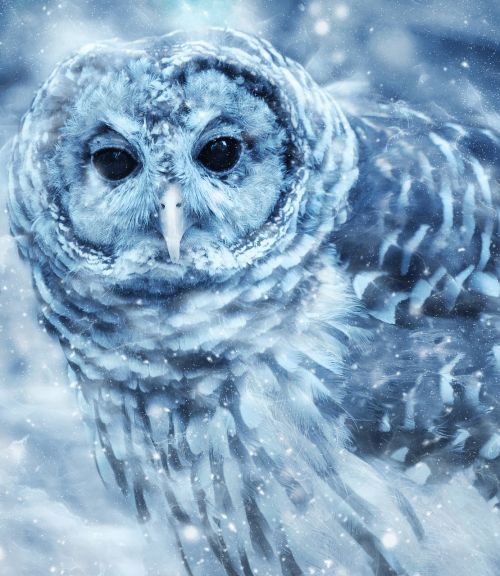 owl bird snow