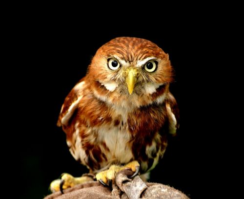 owl portrait bird